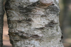 Mitragyna parvifolia